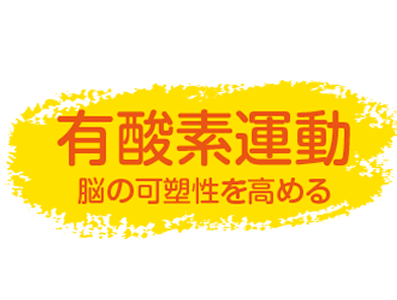 有酸素運動脳の可塑性を高める